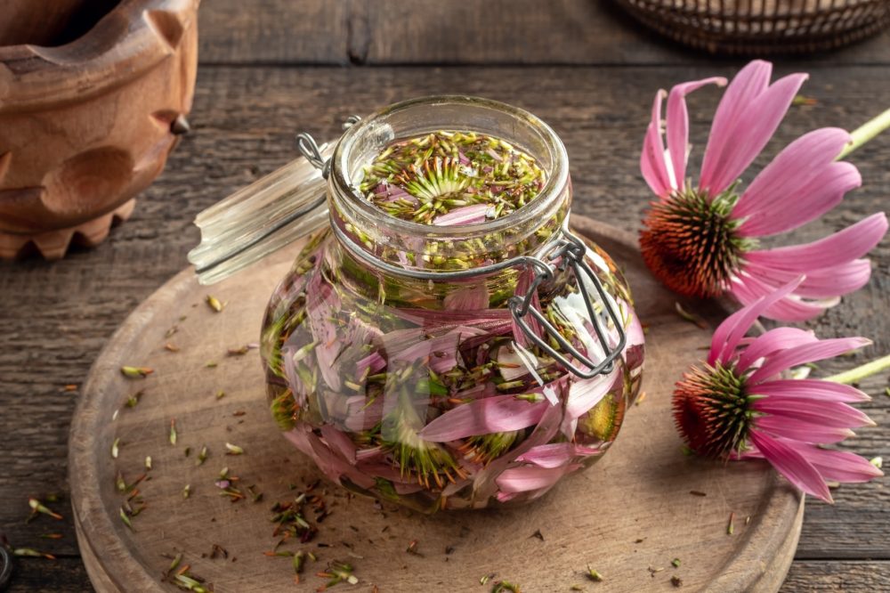 Echinacea (Echinacea purpurea)