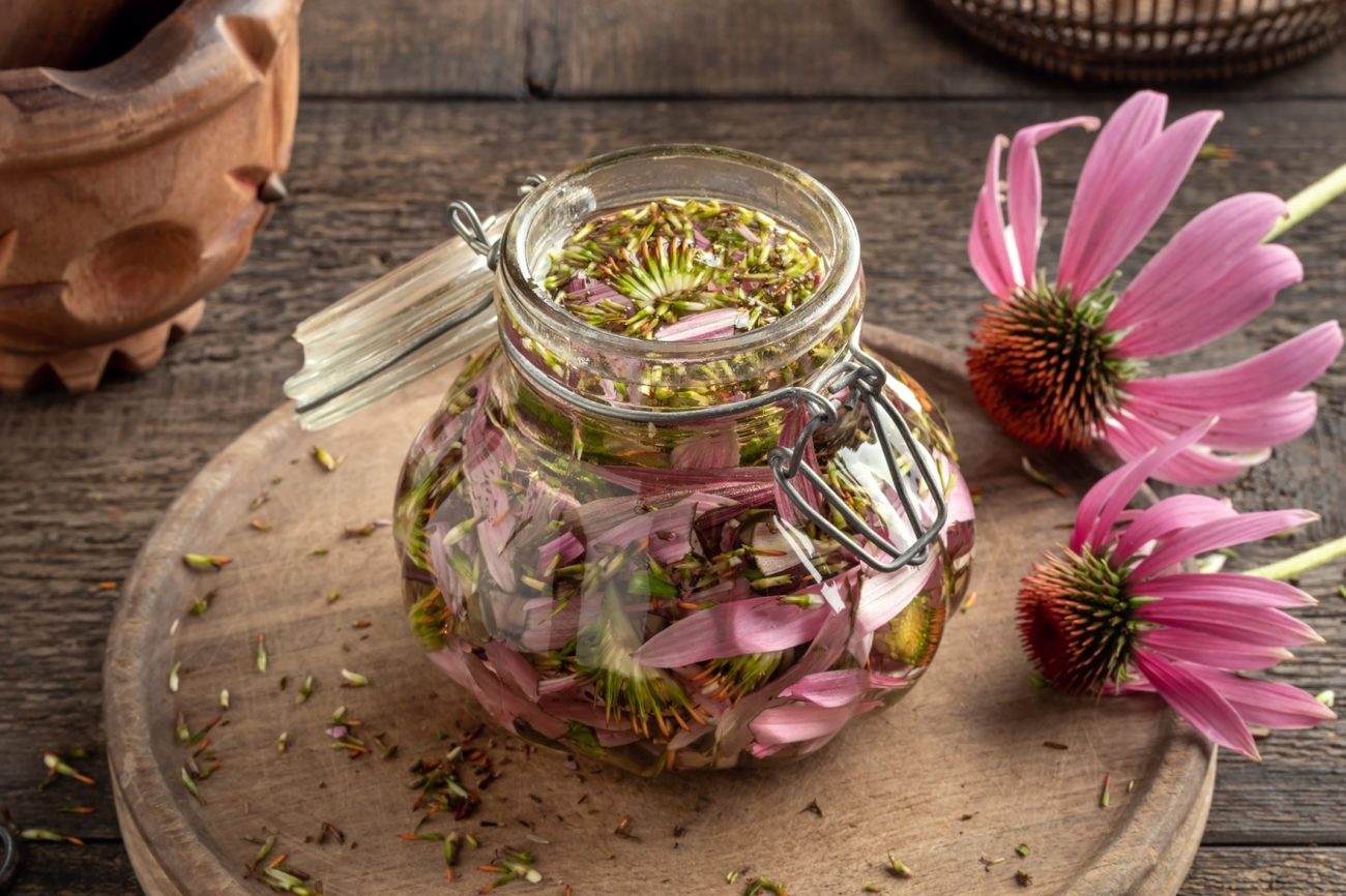 Echinacea (Echinacea purpurea)