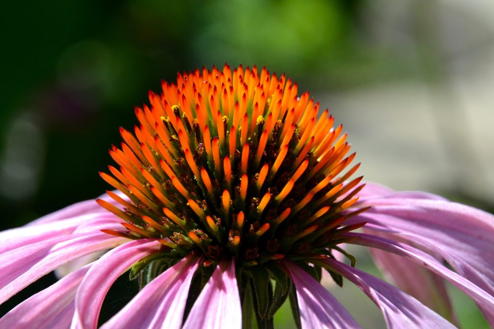 Echinacea (Echinacea purpurea)