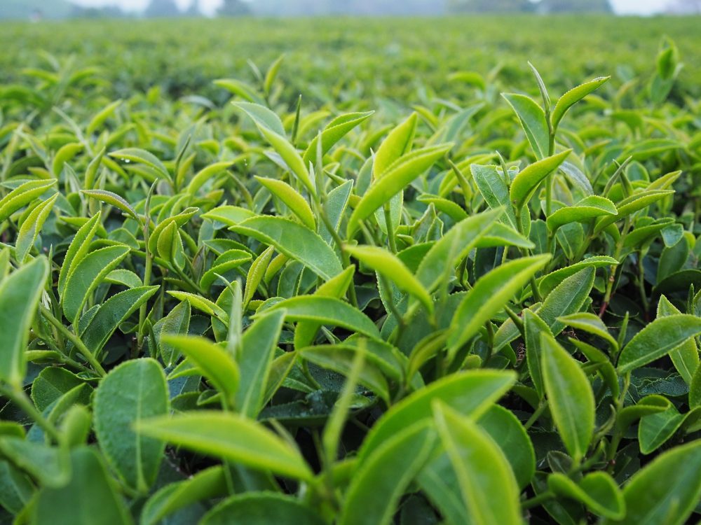 Green tea (Camellia sinensis)