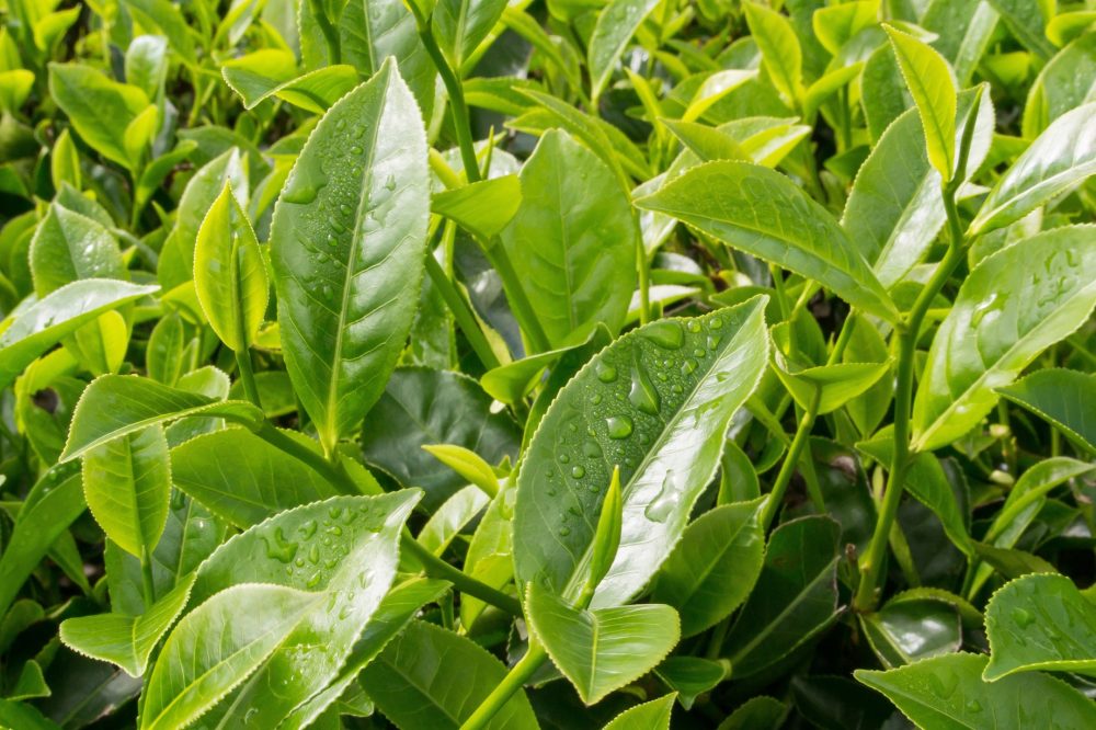 Green tea (Camellia sinensis)