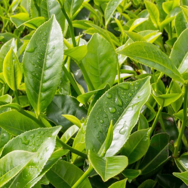 Green tea (Camellia sinensis)