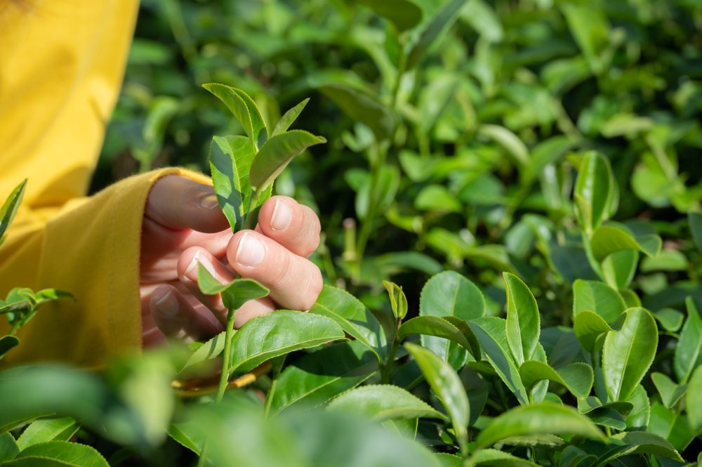 Green tea (Camellia sinensis)