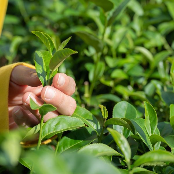 Green tea (Camellia sinensis)