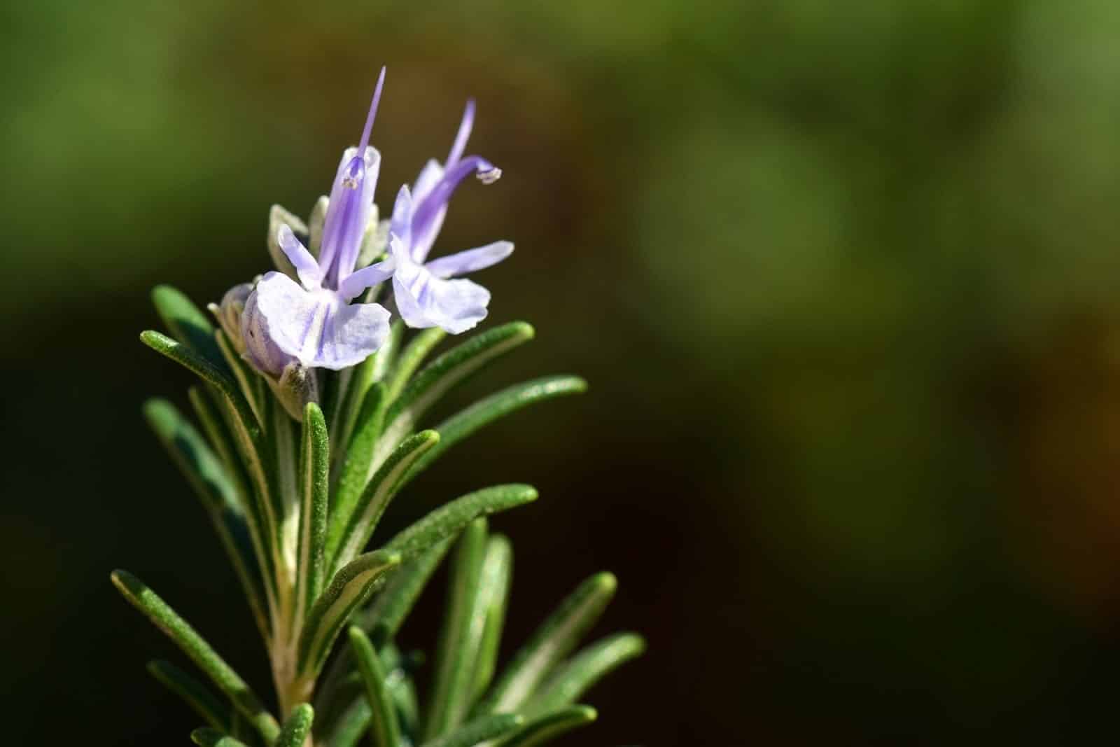 Fresh rosemary (Rosmarinus officinalis)
