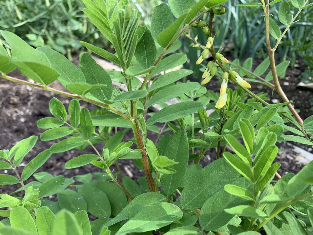Astragalus (Astragalus membranaceus)