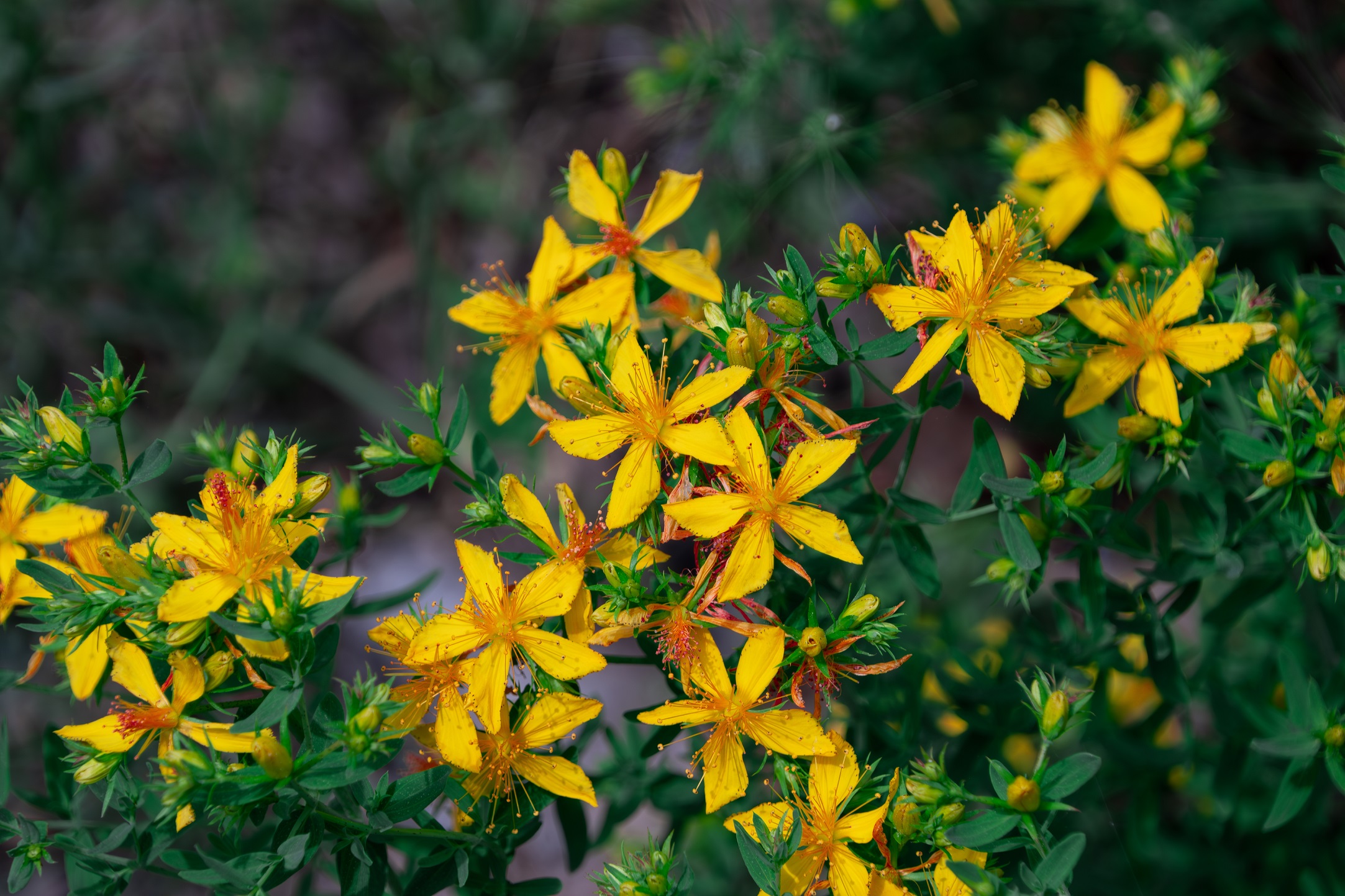 St John's wort (Hypericum perforatum)