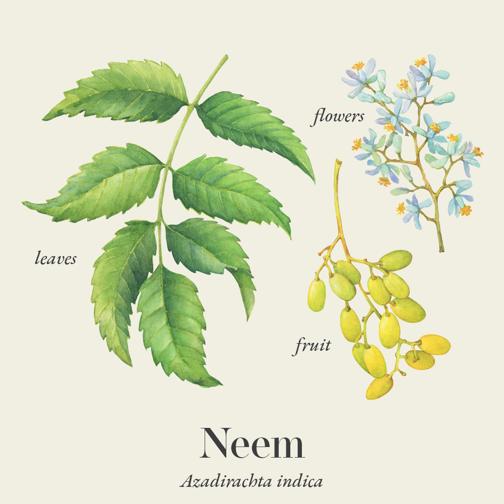 Neem (Azadirachta indica)