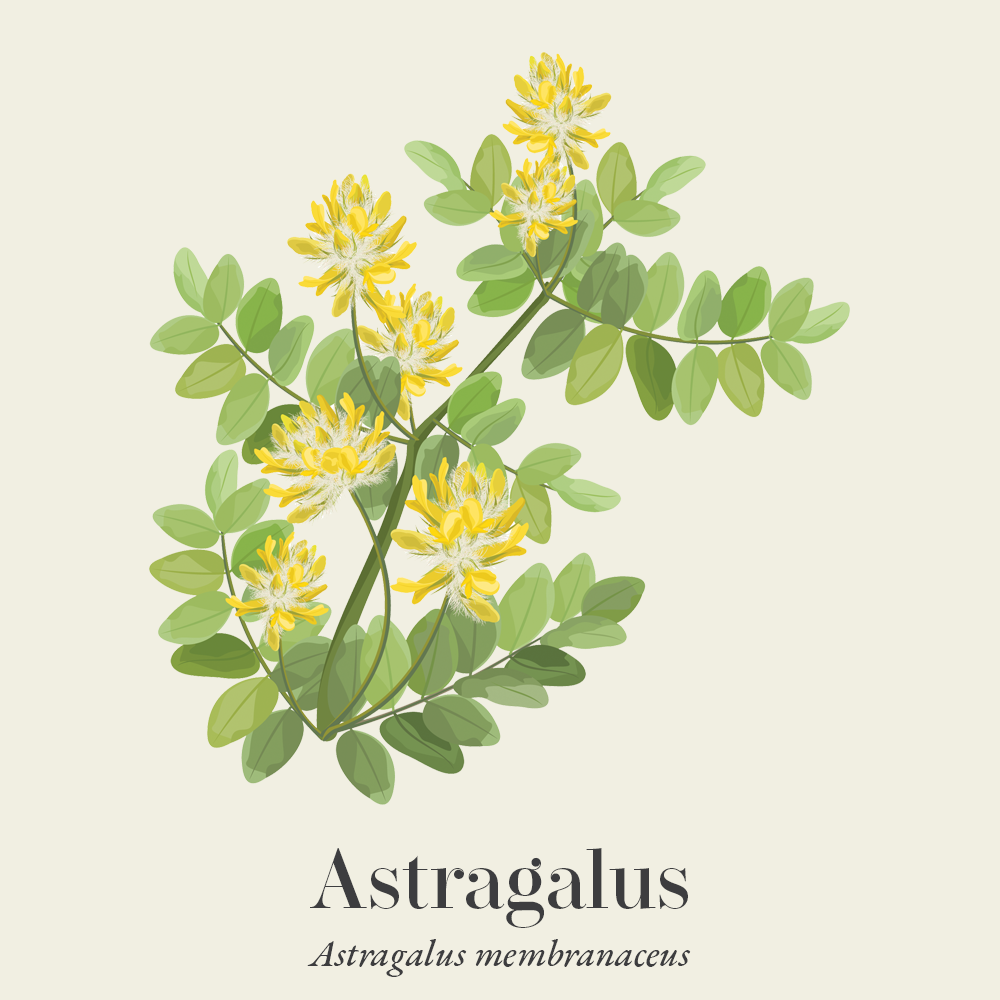 Astragalus (Astragalus membranaceus)