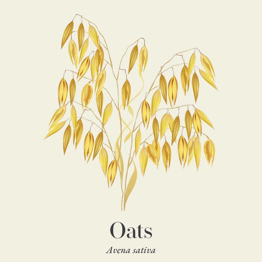 Oats (Avena sativa)