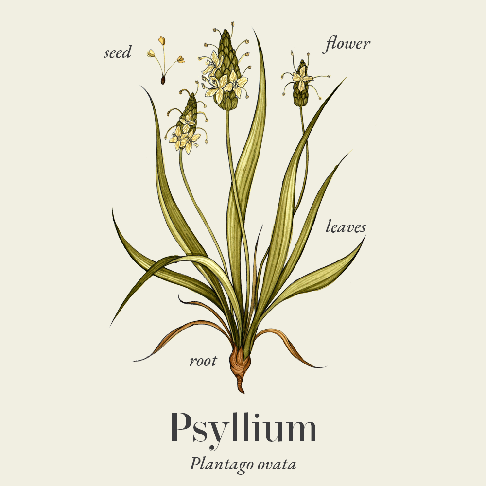 Psyllium (Plantago ovata)