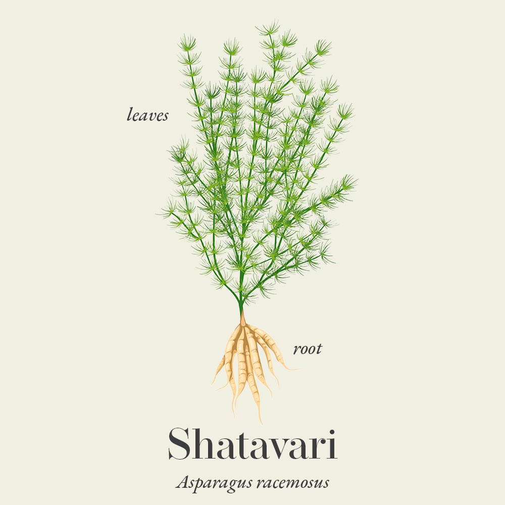 Shatavari (Asparagus racemosus)
