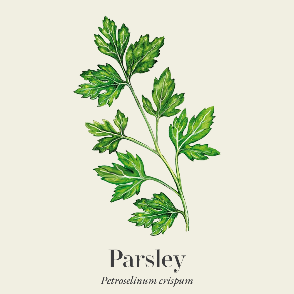 Parsley (Petroselinum crispum)