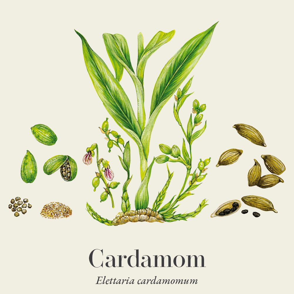 Cardamom (Elettaria cardamomum)