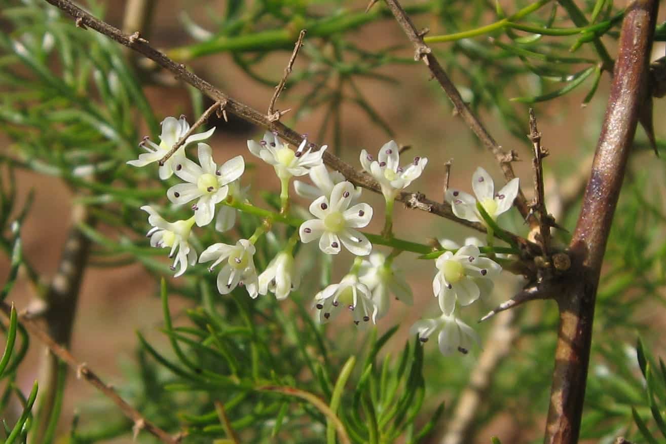 Shatavari (Asparagus racemosus)