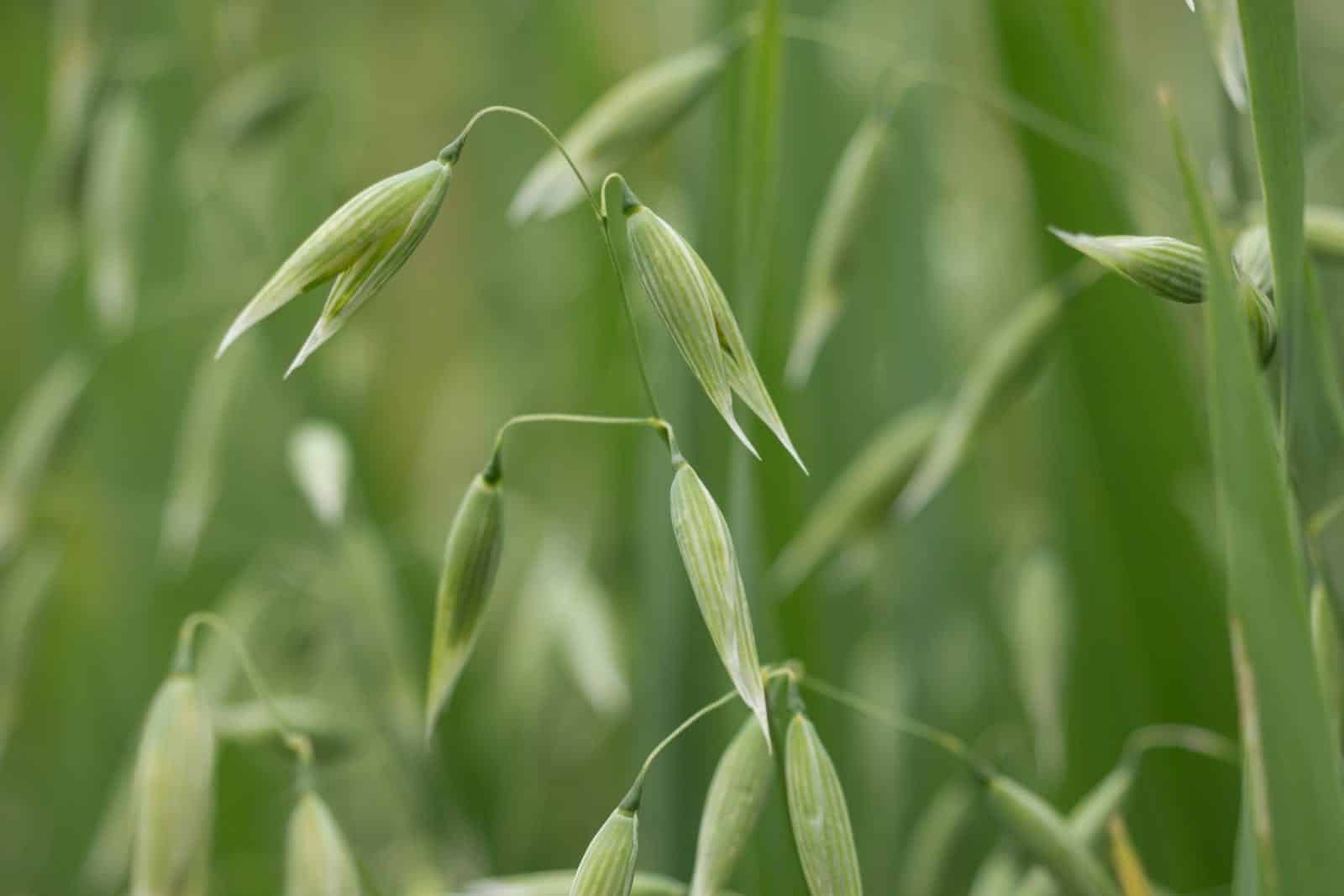 Oat plant (Avena sativa)