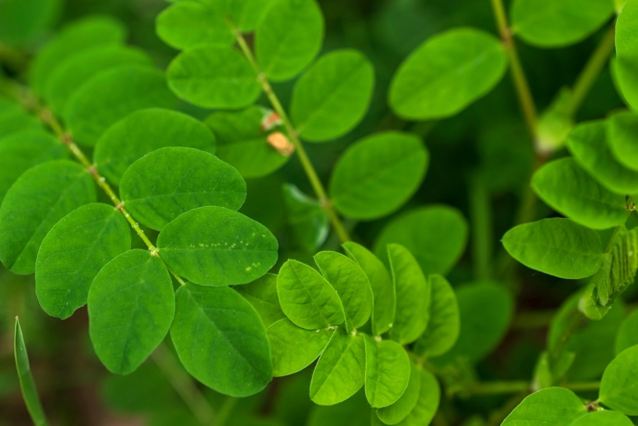 Astragalus (Astragalus membranaceus)