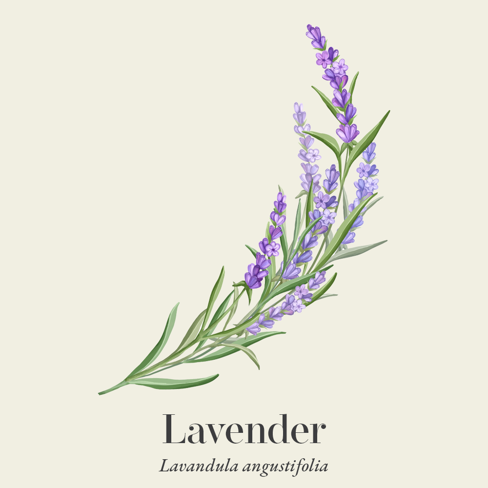 Lavender (Lavandula angustifolia)