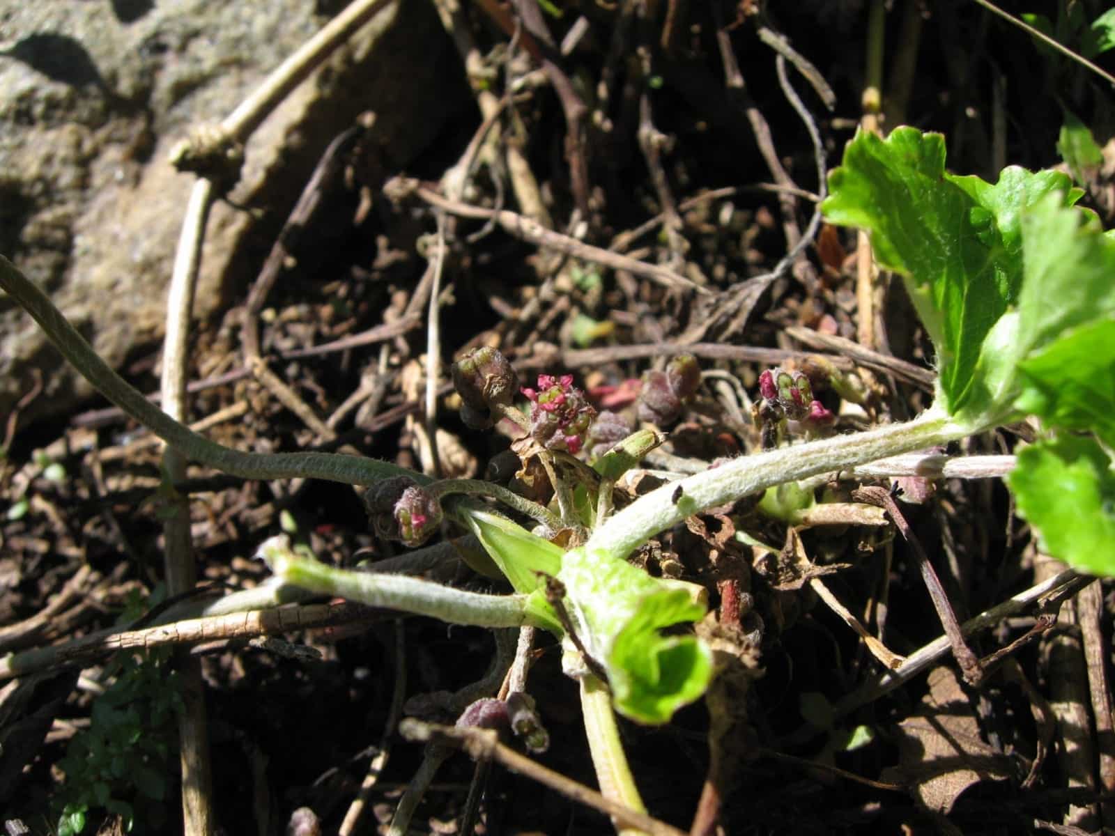 Gotu kola (Centella asiatica)