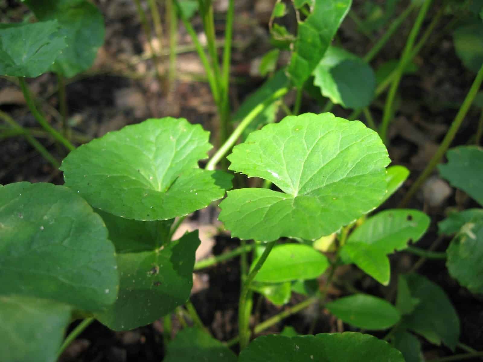 Gotu kola (Centella asiatica)