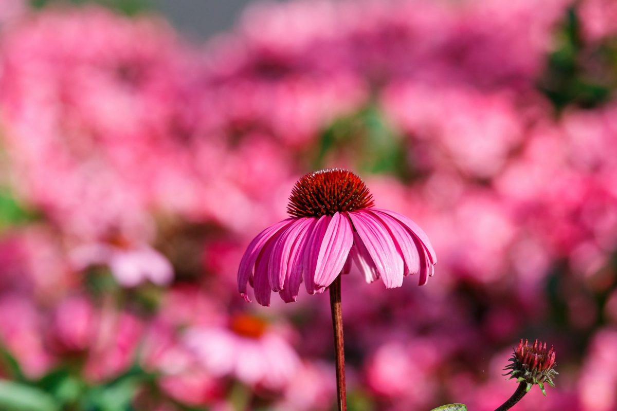 Echinacea (Echinacea purpurea)