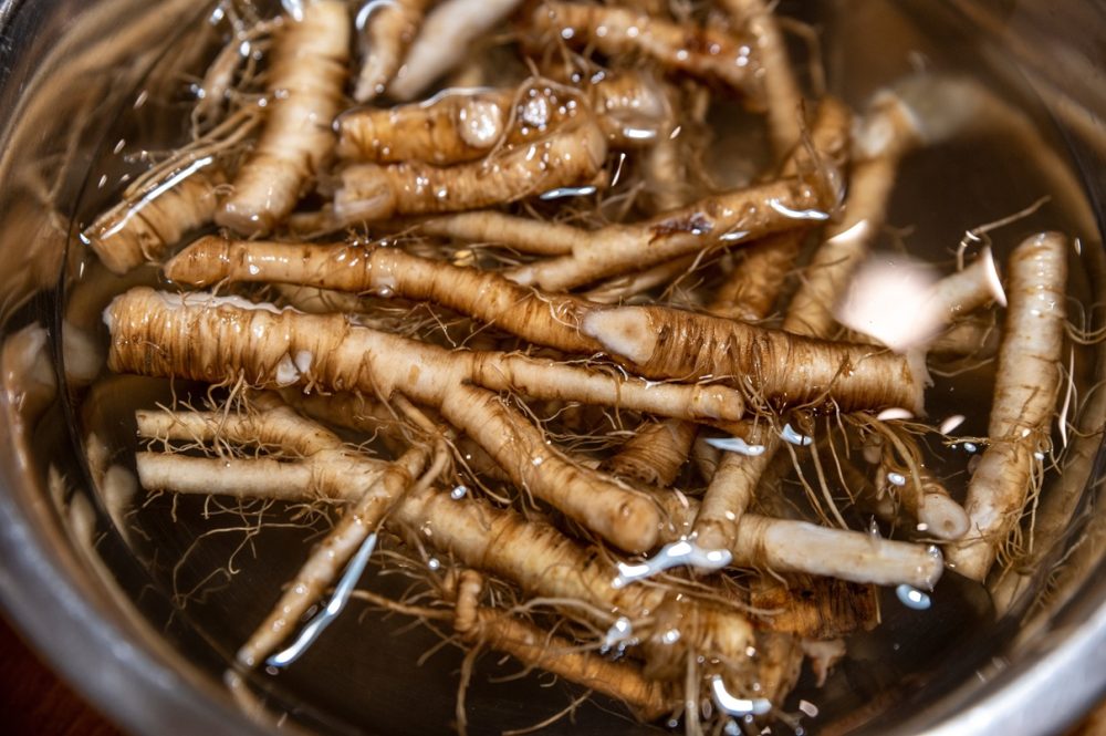 Dandelion root (Taraxacum officinale)