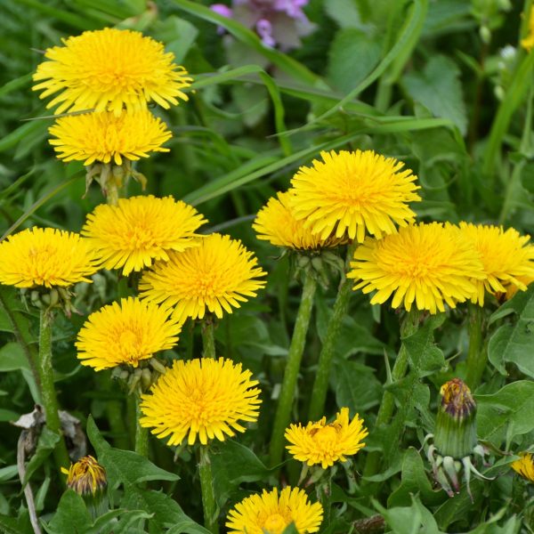Dandelion (Taraxacum officinale)