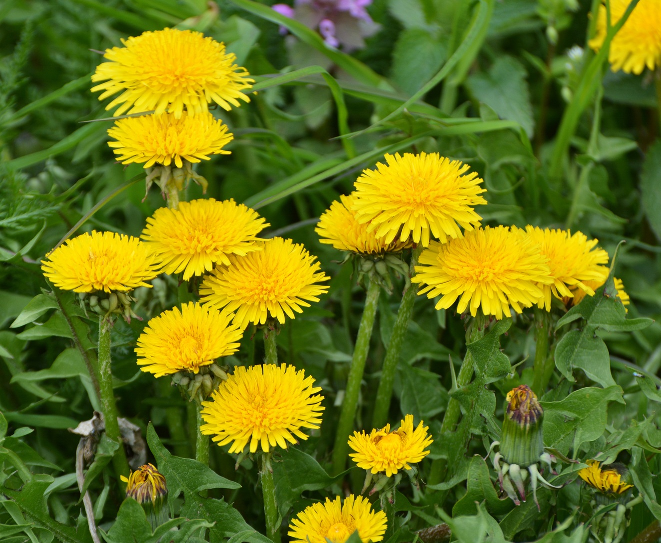 Dandelion