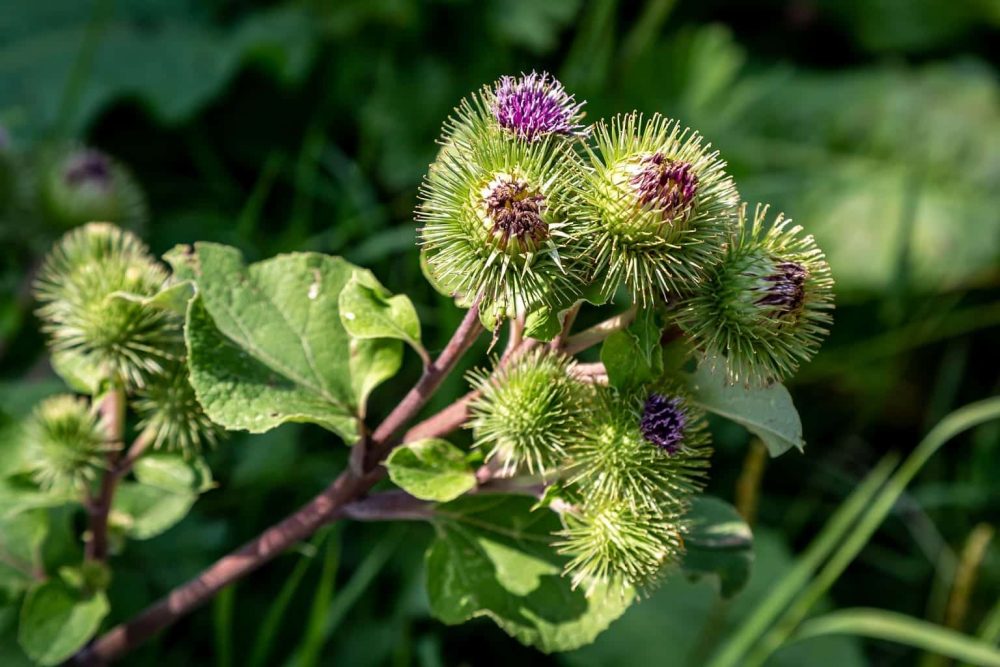 Burdock (Arctium lappa)