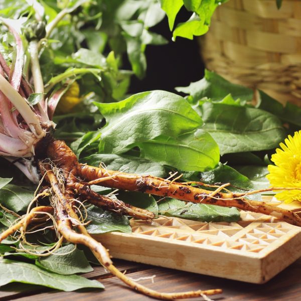 Dandelion root (Taraxacum officinale)