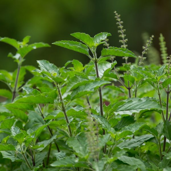 Tulsi (Ocimum tenuiflorum)