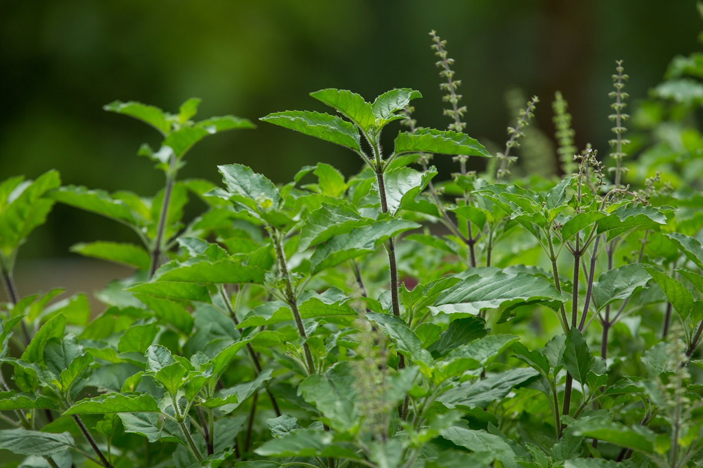 Tulsi