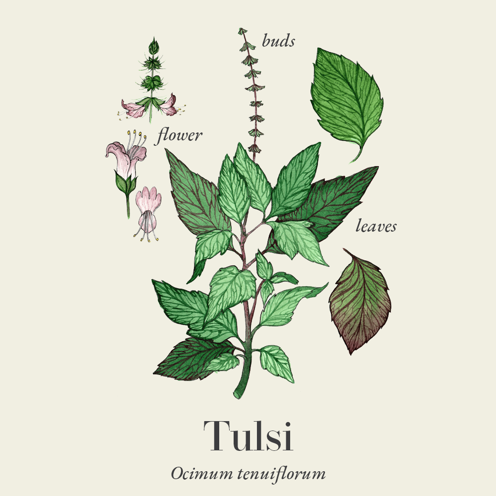Tulsi (Ocimum tenuiflorum)