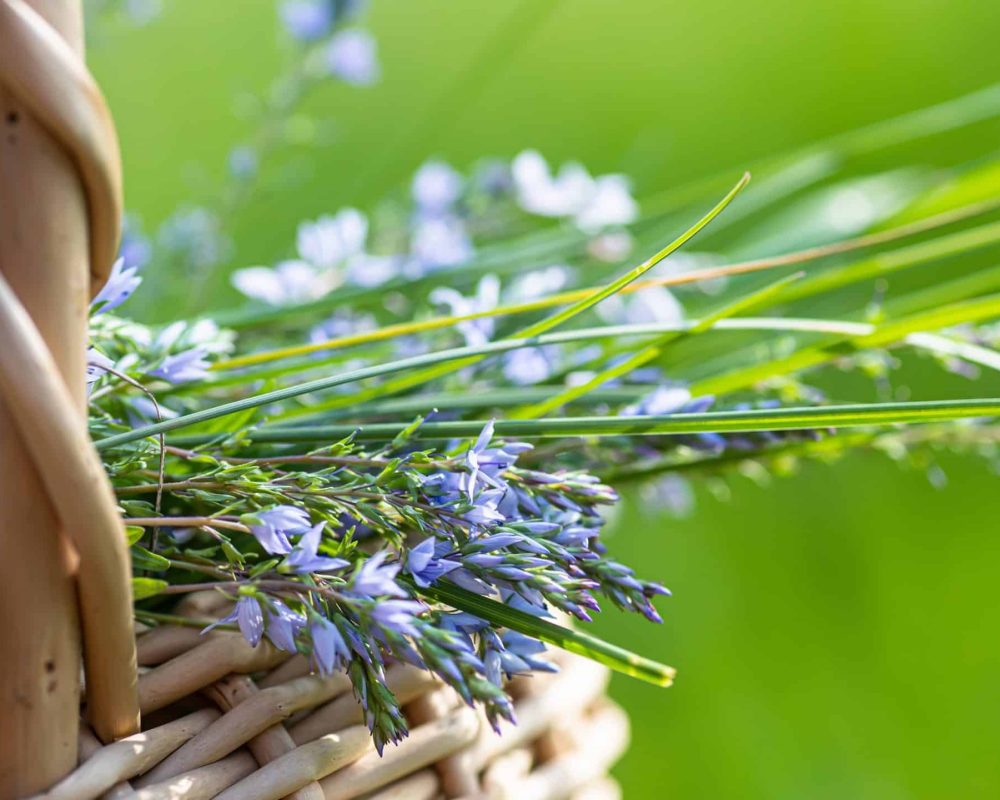 Environmental sustainability of medicinal plants