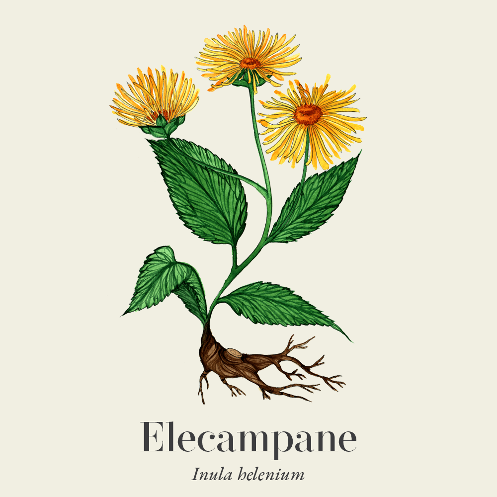 Elecampane (Inula helenium)