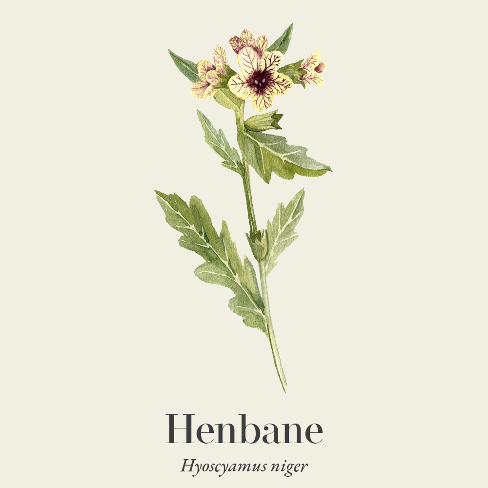 Henbane (Hyoscyamus niger)