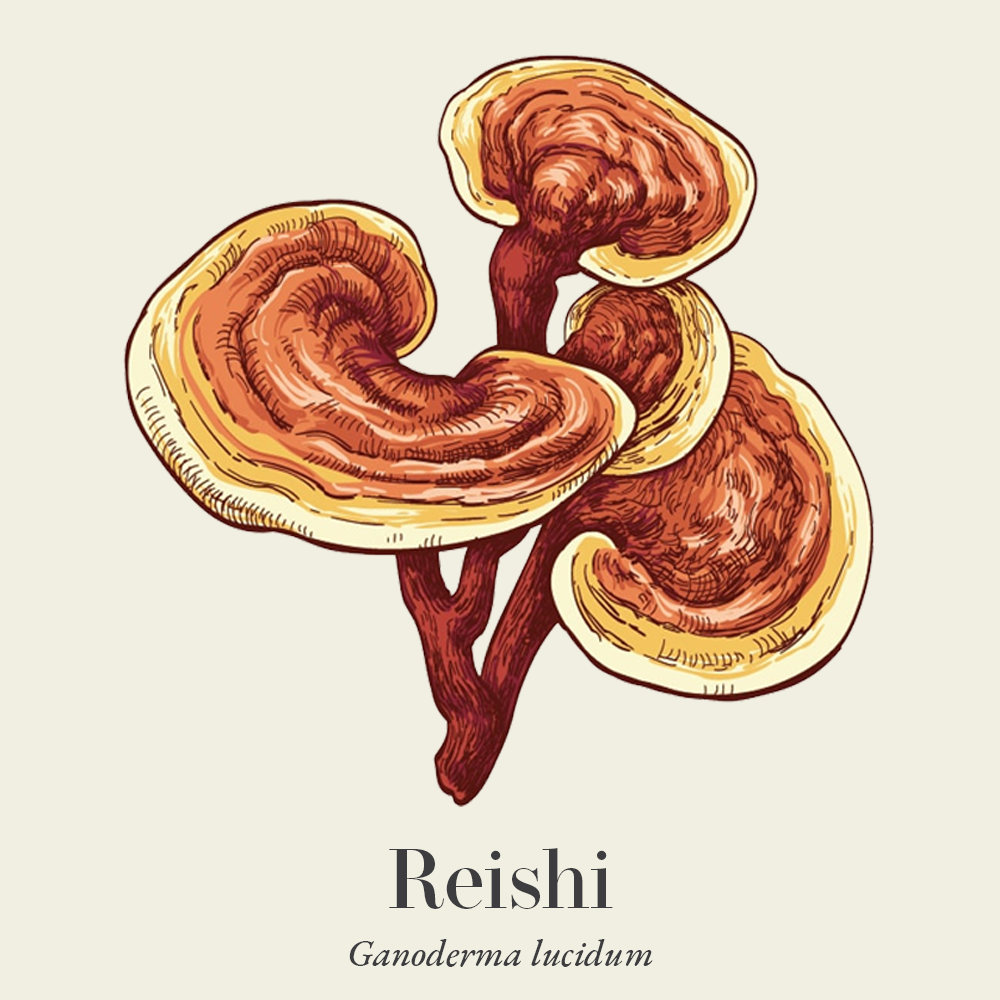 Reishi (Ganoderma lucidum)