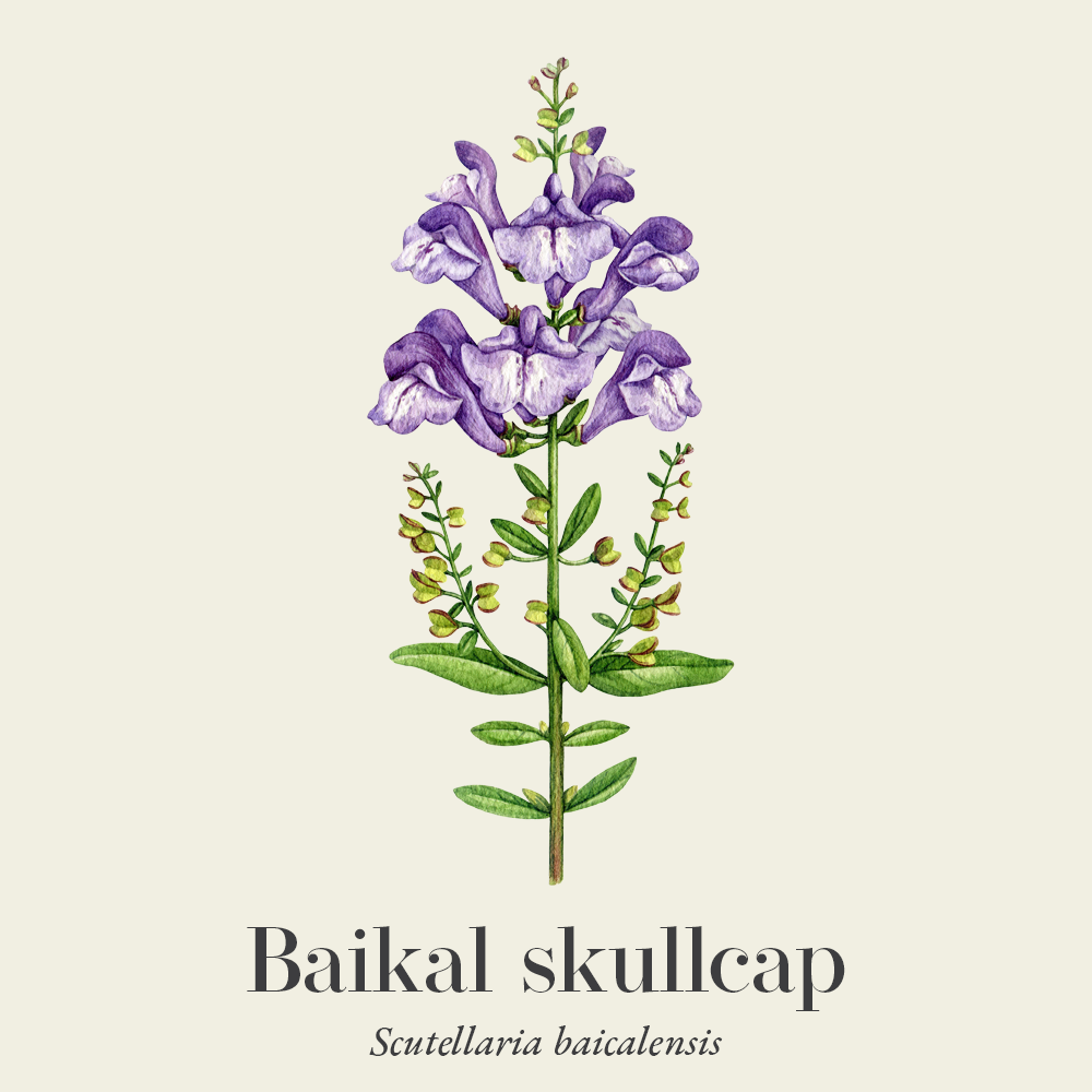 Baikal skullcap (Scutellaria baicalensis)