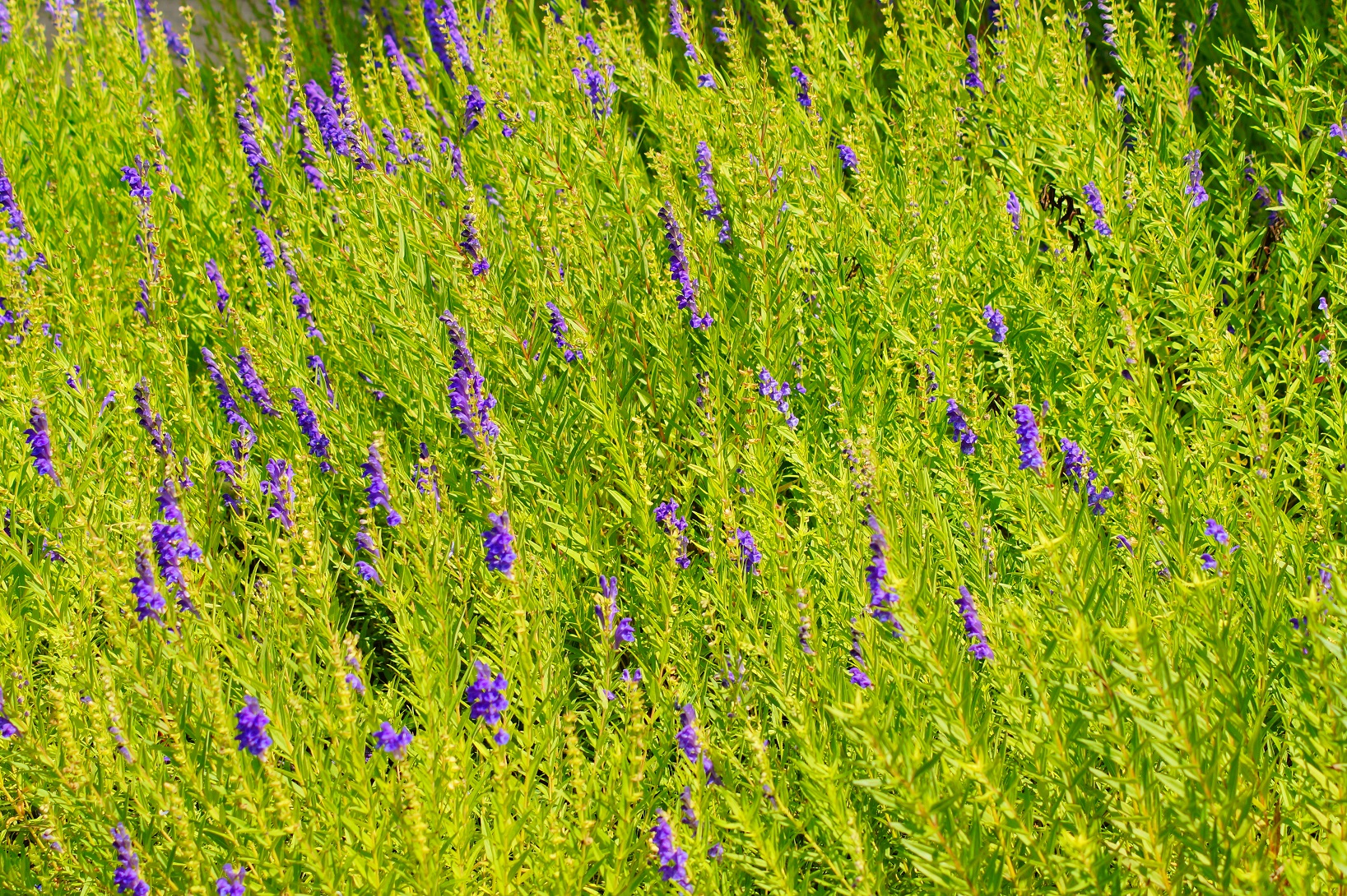Baical skullcap (Scutellaria baicalensis)