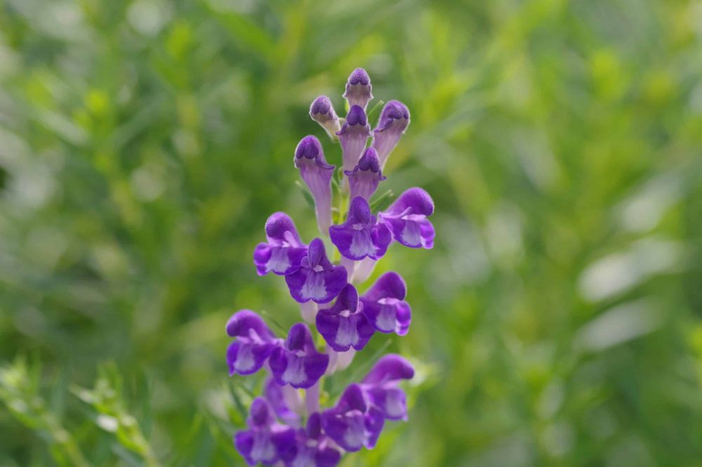 Baikal skullcap (Scutellaria baicalensis)
