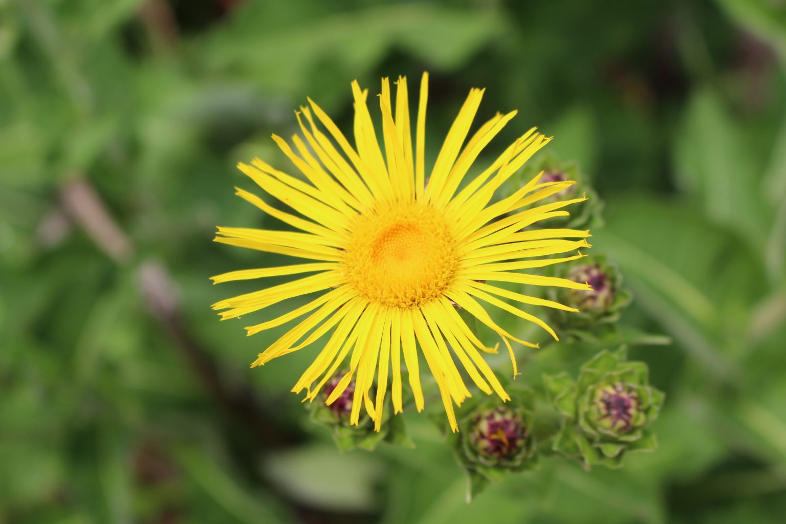 Elecampane (Inula helenium): Benefits, Safety, Uses | Herbal Reality