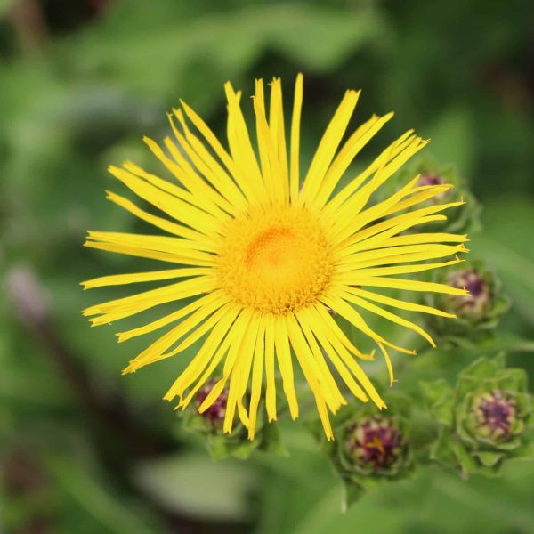 Elecampane (Inula helenium)