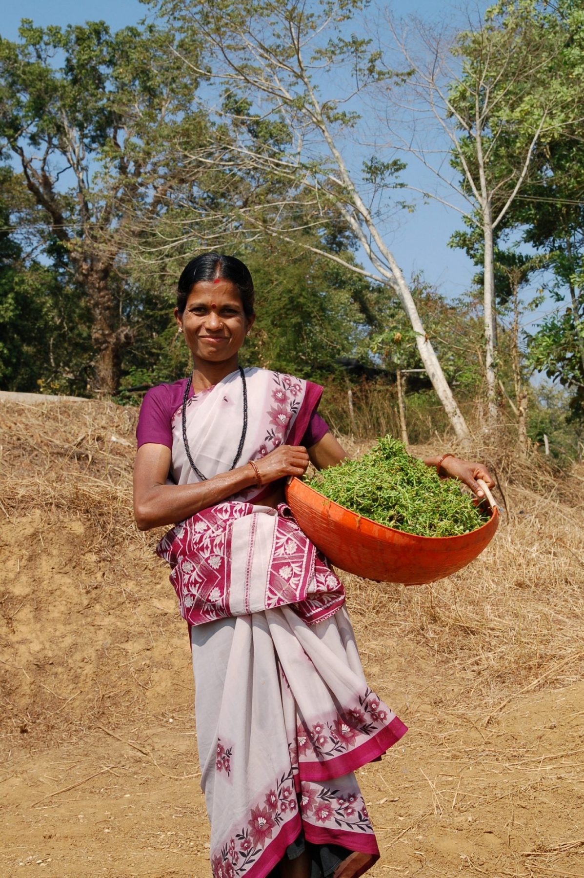 Farmer harvesting Brahmi (Bacopa monnieri)