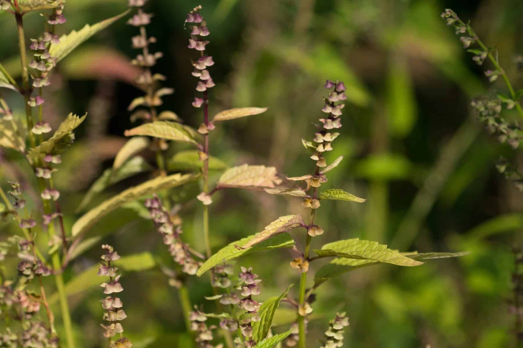 Skullcap (Scutellaria lateriflora)