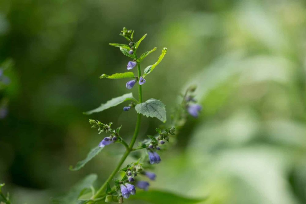 Skullcap (Scutellaria lateriflora)