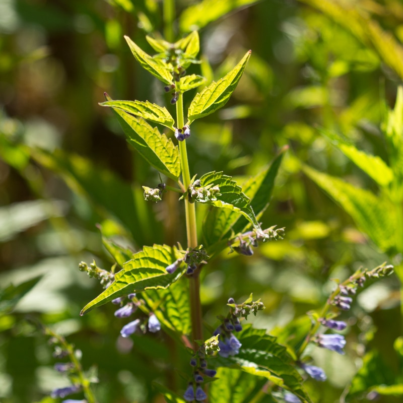 Skullcap (Scutellaria lateriflora)
