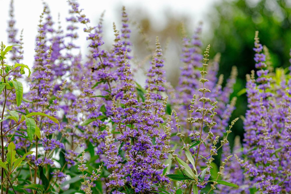 Agnus Castus (Vitex agnus-castus L.)