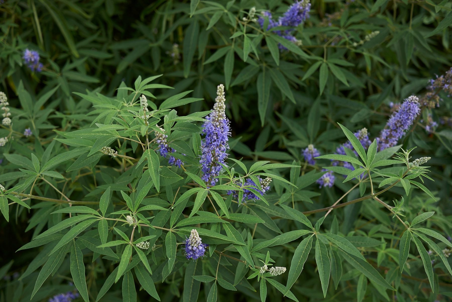 Agnus castus (Vitex agnus-castus)