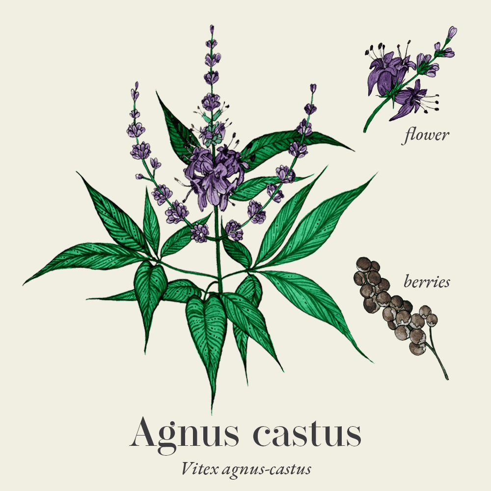 Agnus castus (Vitex agnus-castus)