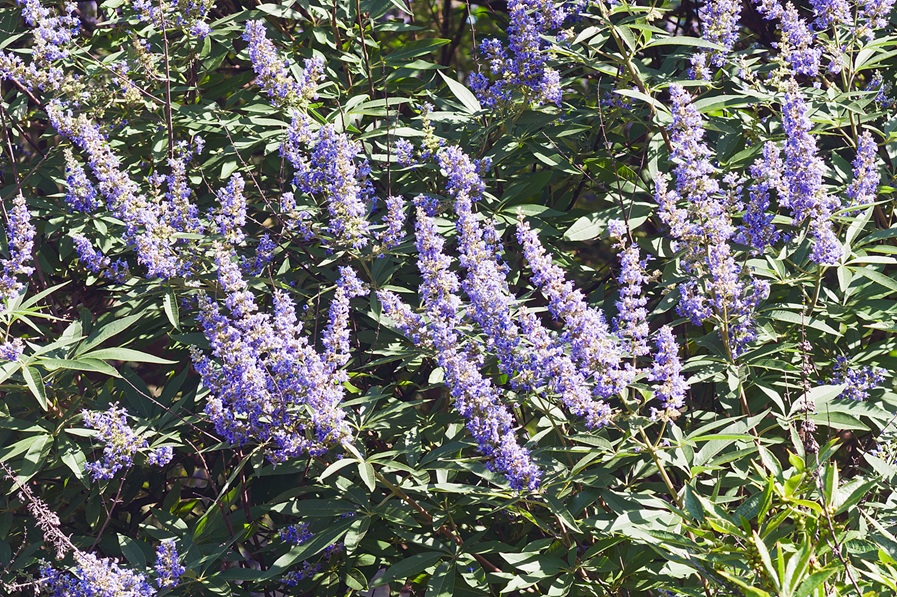 Agnus castus (Vitex agnus-castus)